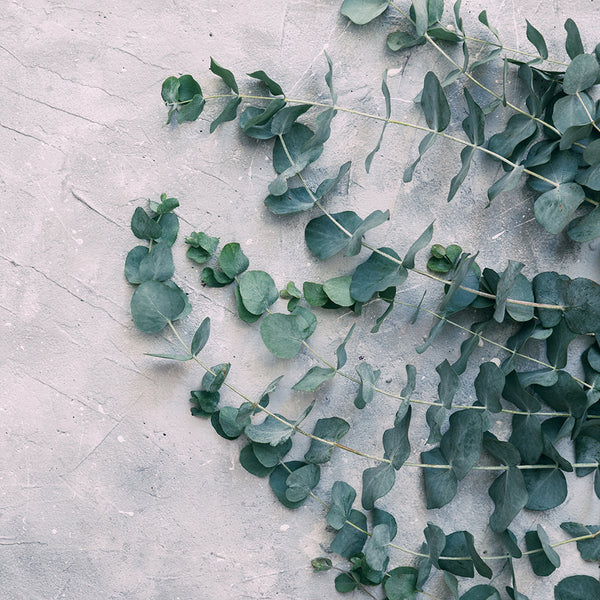 eucalyptus leaves