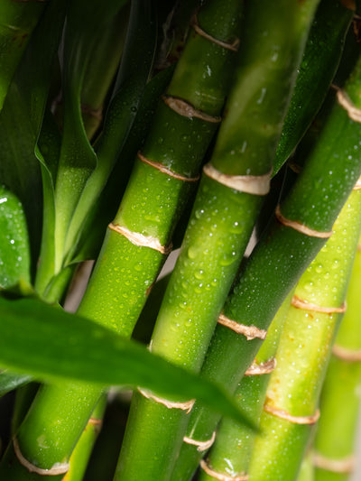 Bamboo - ingredients view