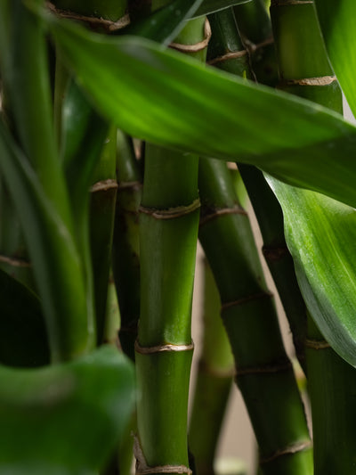 Bamboo Forest - ingredients view