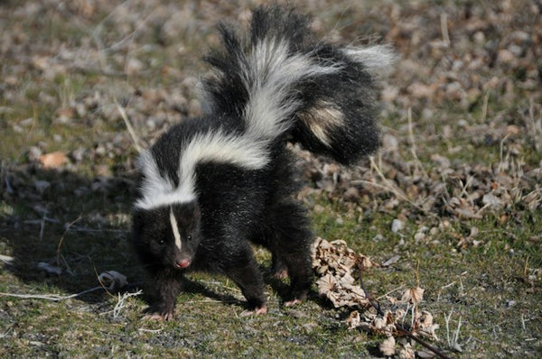 skunk smell