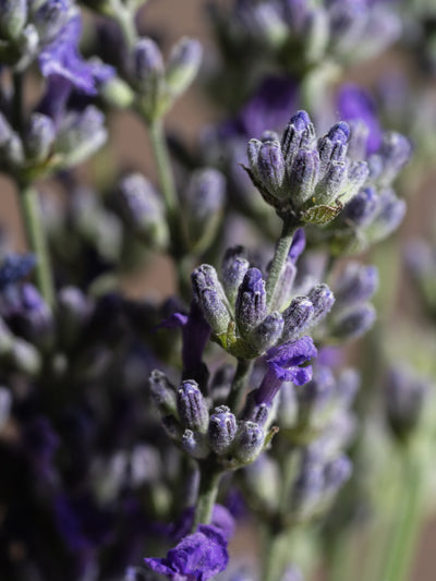 Lavender Fields - ingredients view