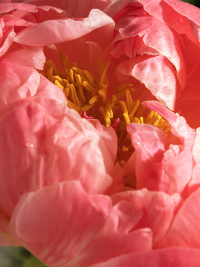 Peony & Silk - ingredients view