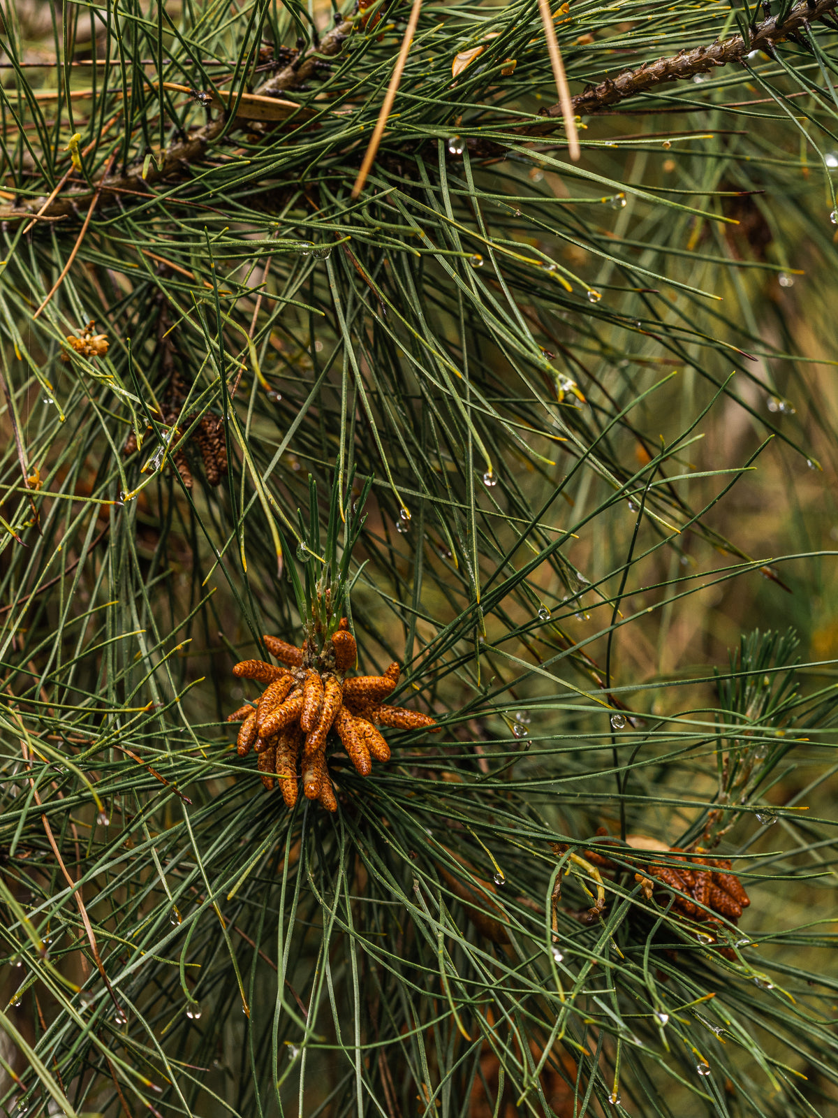 Birchwood Pine