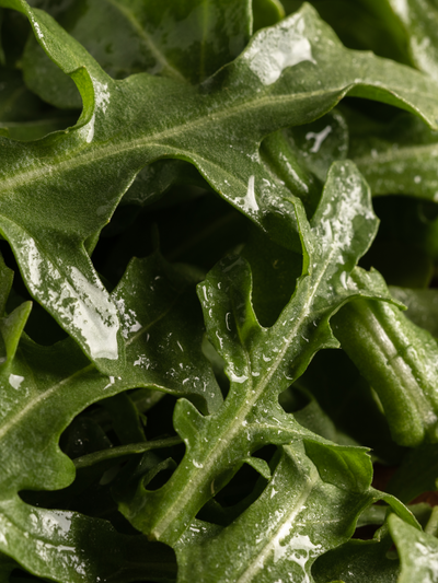 Arugula - ingredients view